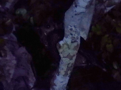 Fraser's Eagle-Owl (Ketupa poensis), photo 2