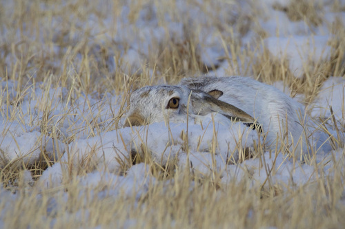 White-tailed Jackrabbit observed by johnkrampl