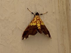 Agrotera citrina