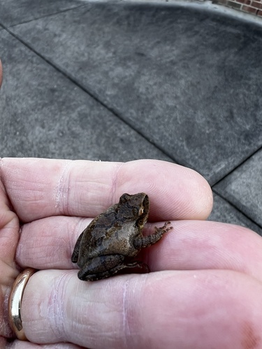 Spring Peeper observed by mcartler