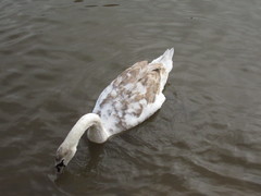 Cygnus olor