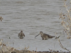 Limnodromus scolopaceus