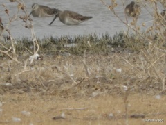 Limnodromus scolopaceus