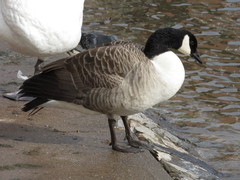 Branta canadensis