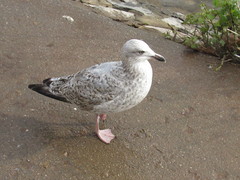 Larus argentatus