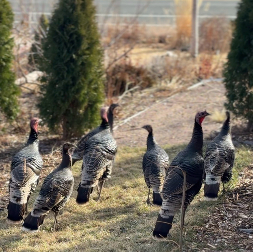 Wild Turkey observed by birdnblossom