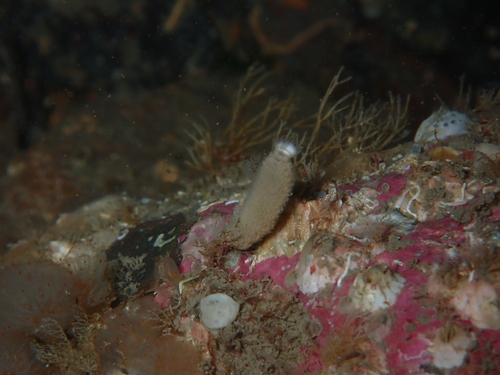 ciliated sponge