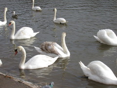 Cygnus olor