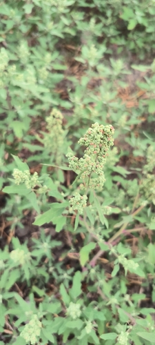 Figleaf Goosefoot (Chenopodium ficifolium)