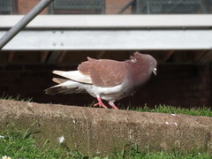 Columba livia domestica