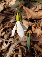 Galanthus alpinus
