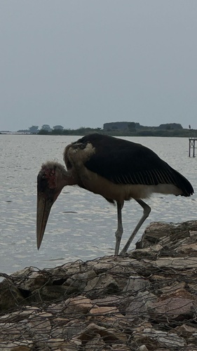 Marabou Stork