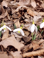 Galanthus alpinus