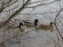 Anas platyrhynchos