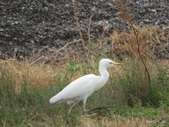 Bubulcus ibis