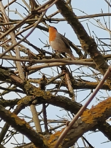 European Robin