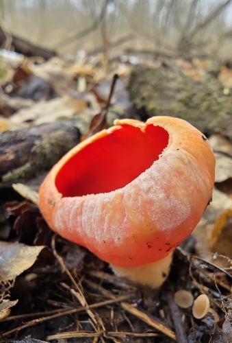 Elf Cups