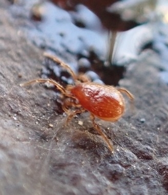 Parasitidae
