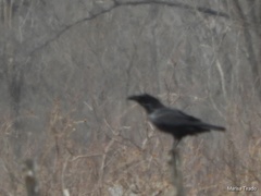 Corvus corax