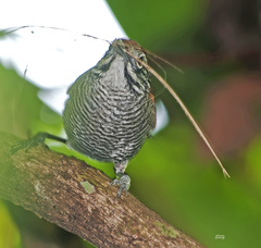 Cantorchilus semibadius