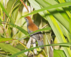 Cantorchilus semibadius