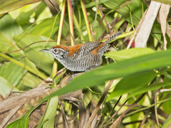 Cantorchilus semibadius