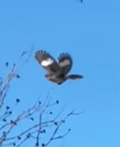 Northern Mockingbird observed by khoshakh