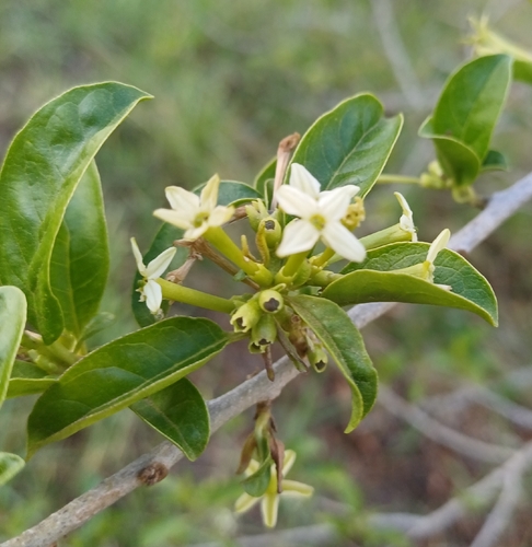 Cestrum laevigatum (Cestrum laevigatum)