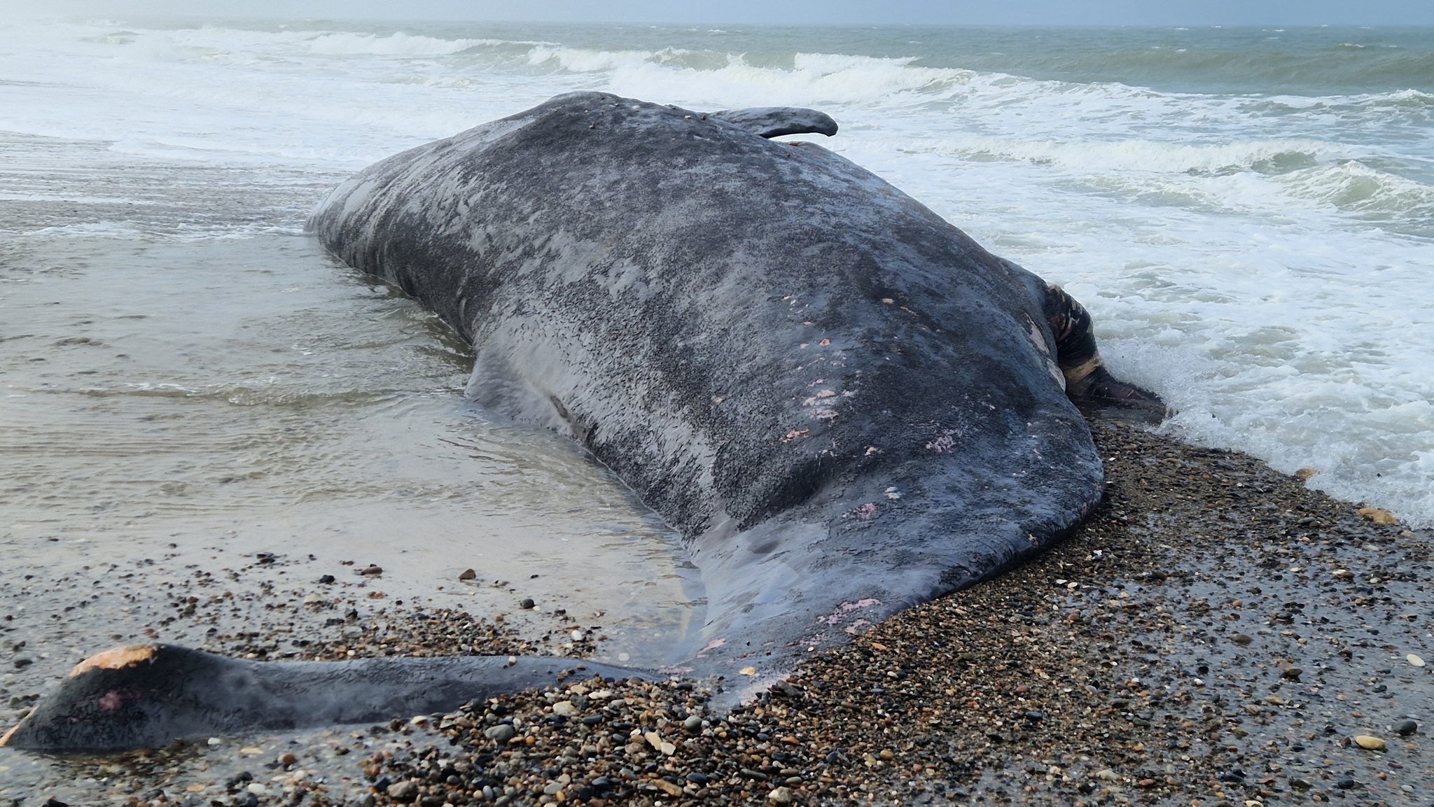 Physeter macrocephalus