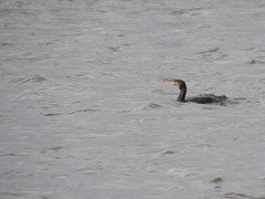 Phalacrocorax carbo