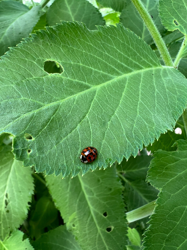 Asian Lady Beetle