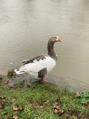 Anser anser domesticus