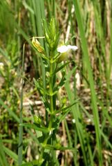 Gratiola officinalis