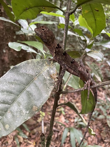 Wied's Fathead Anole, Enyalius catenatus