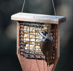 Arizona Woodpecker photo 5