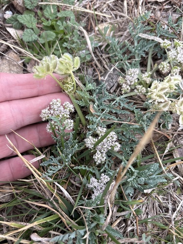 bigroot springparsley (Vesper macrorhizus)