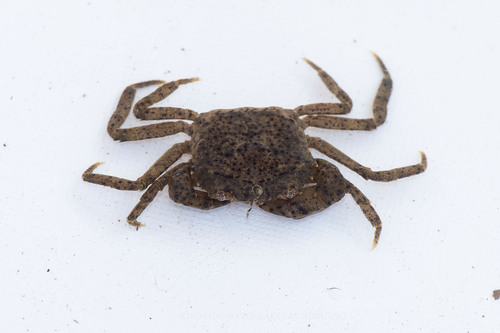 Mekhongthelphusa tetragona
