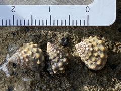 Echinolittorina tuberculata