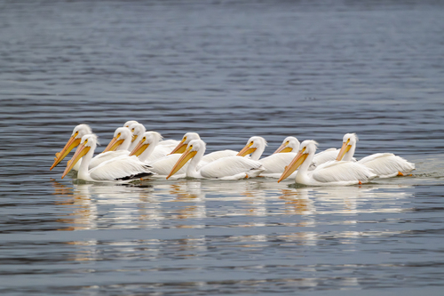 American White Pelican photographed in Indiana
