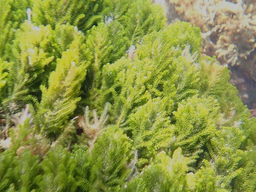 Fern caulerpa (Caulerpa flexilis)