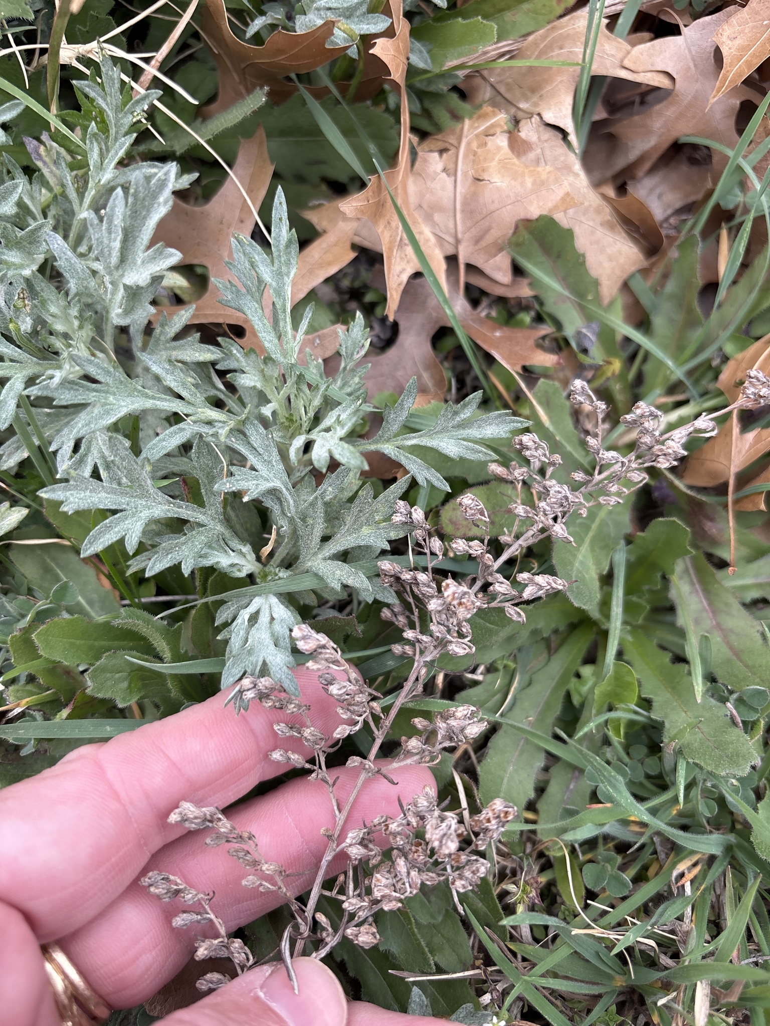 Imagem de Artemisia ludoviciana