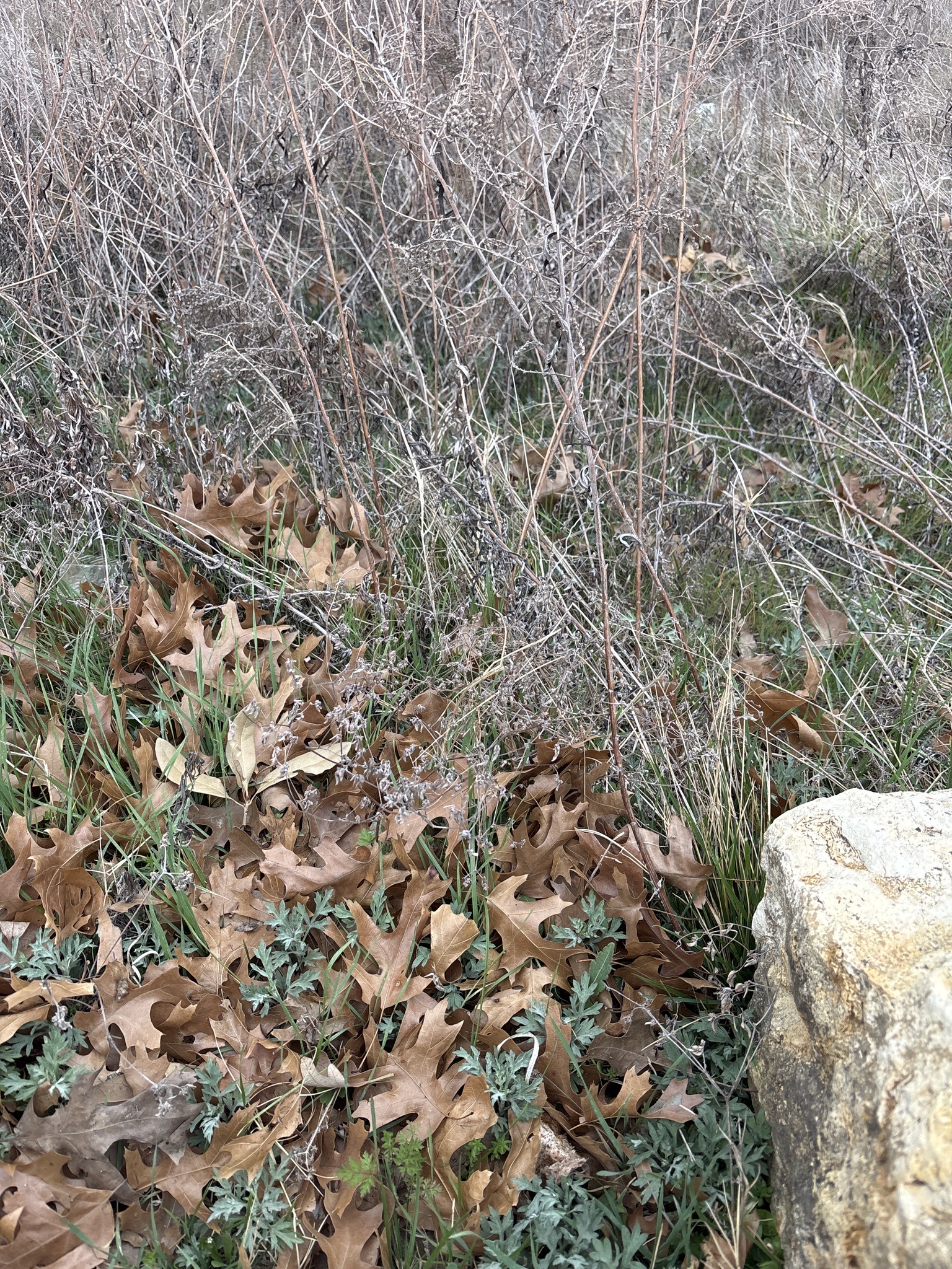 Imagem de Artemisia ludoviciana