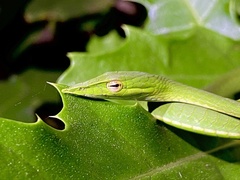 Ahaetulla