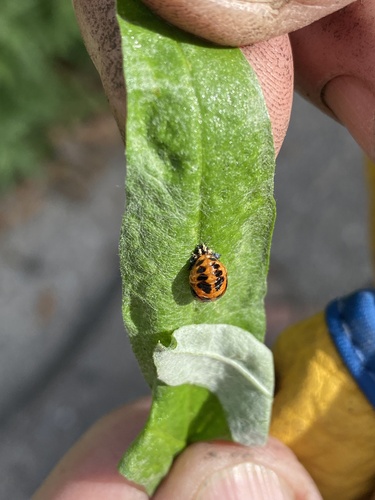 Asian Lady Beetle