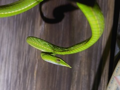 Ahaetulla