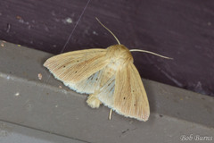 Mythimna oxygala