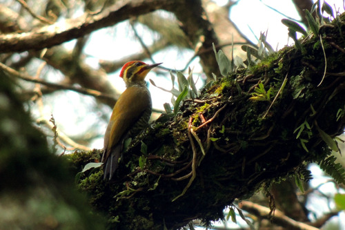 White-browed Woodpecker