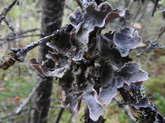 Lobaria retigera
