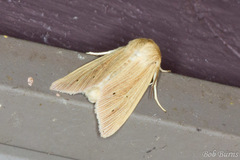 Mythimna oxygala