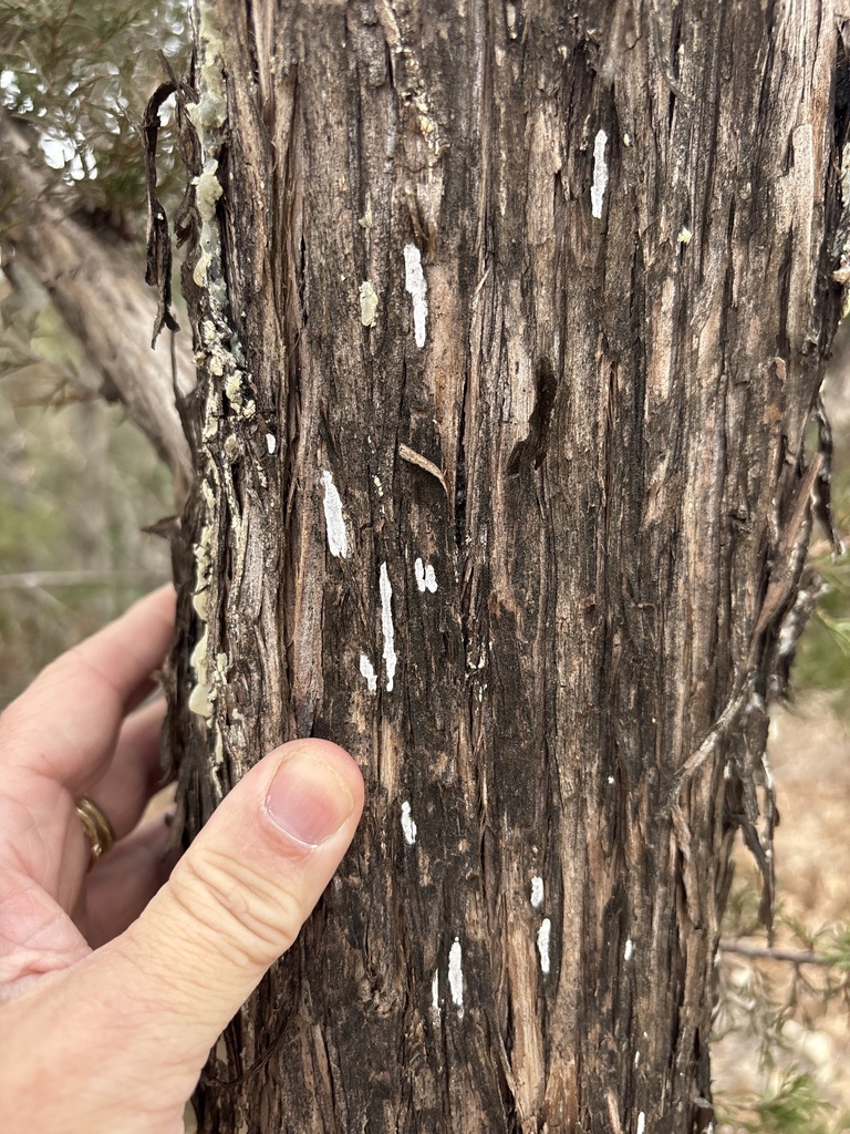 Dendrothele nivosa · March 2026 · photo: © sambiology (iNaturalist, cc-by)